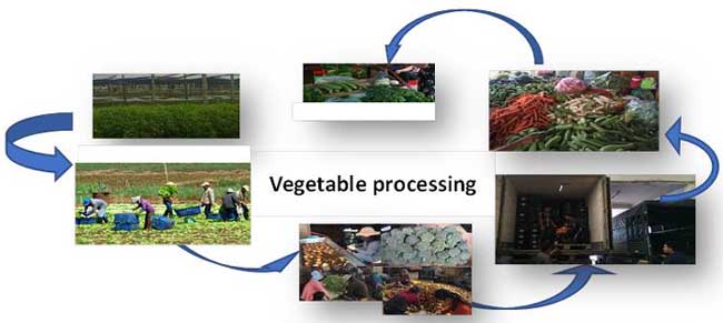 improving vegetable supply chain collaboration a case study in vietnam